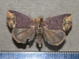 Plecoptera leucosticha
